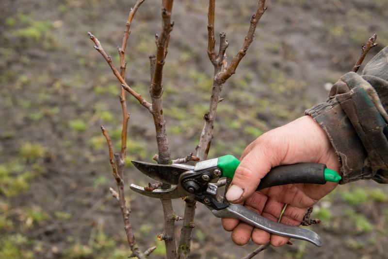 Bradford Pear Tree Pruning in Allentown, PA