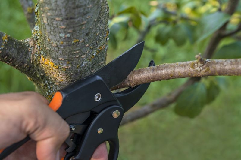 Branches Pruning in Pottstown, PA