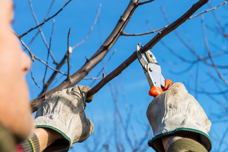 Branches Pruning in Doylestown, PA