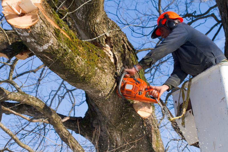 Dead Tree Removal in Reno, NV