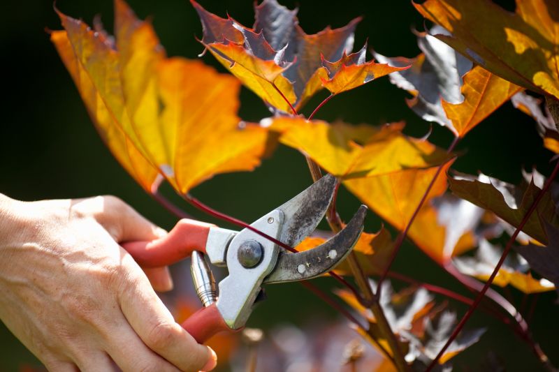 Japanese Maple Pruning in Pottstown, PA