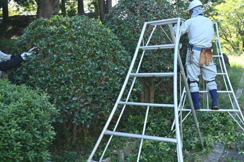 Shrub Shaping in Aiken, SC