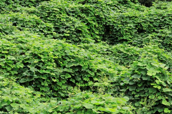 Kudzu Removal