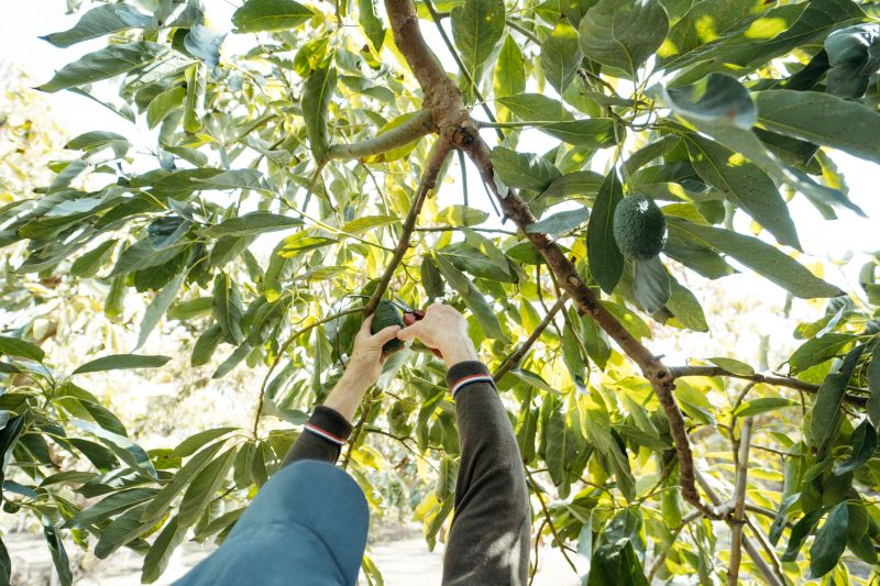 Apple Tree Pruning in Pottstown, PA