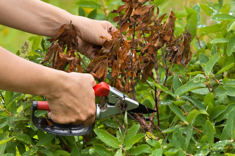 Azalea Pruning in Rockwall, TX