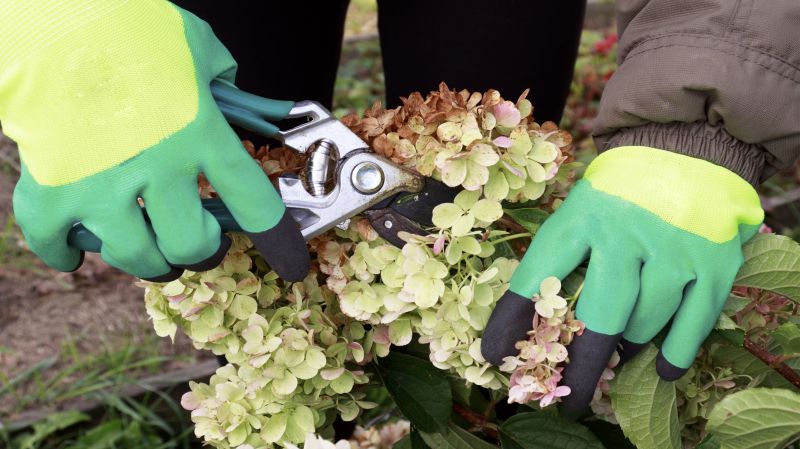 Azalea Pruning in Aiken, SC