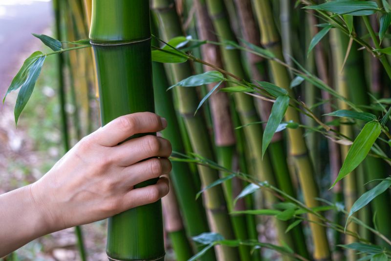 Bamboo Trimming in Rockwall, TX
