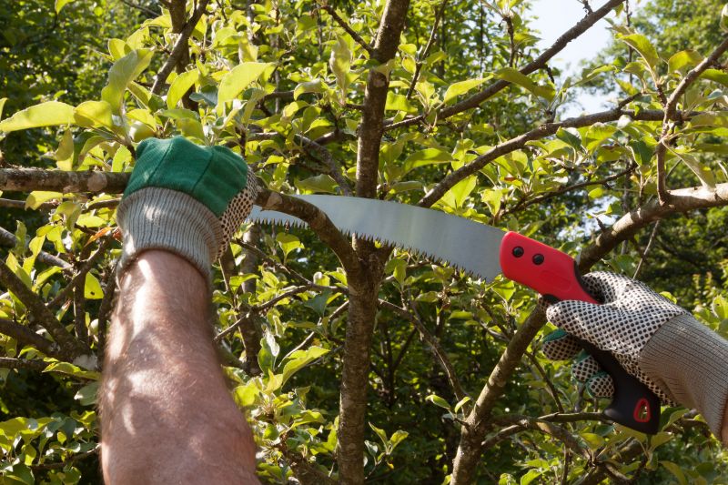 Beech Tree Pruning in Doylestown, PA