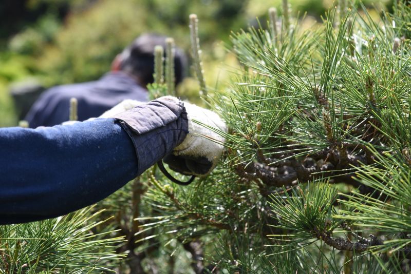 Birch Tree Pruning in Doylestown, PA