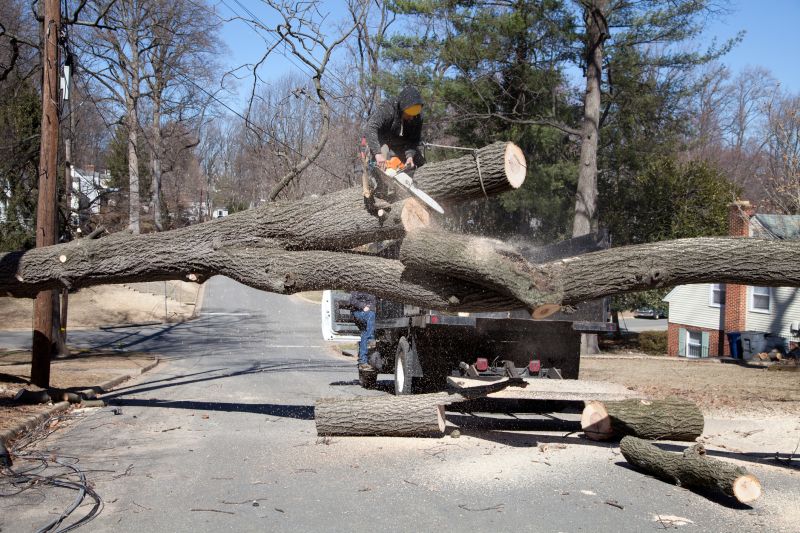 Birch Tree Removal in San Jose, CA