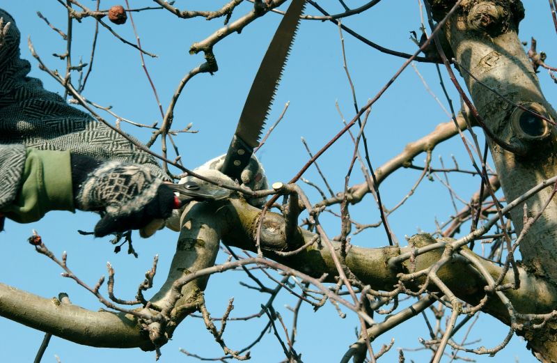 Bradford Pear Tree Pruning in Pottstown, PA