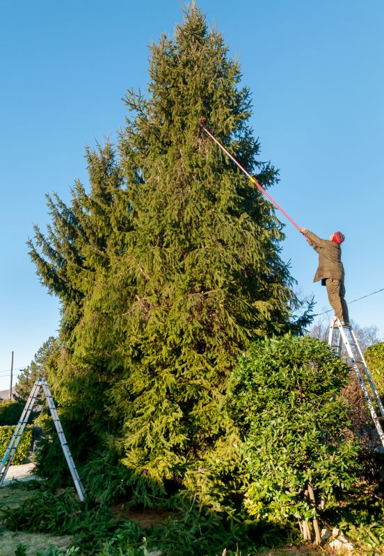 Cedar Tree Trimming in Reno, NV