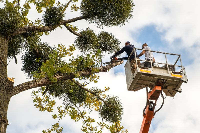 Cedar Tree Trimming in Allentown, PA