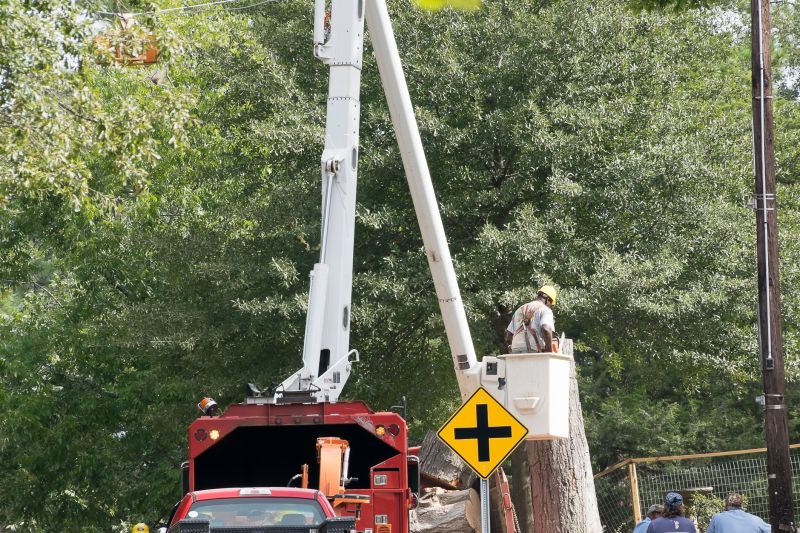 Commercial Tree Removal in San Jose, CA