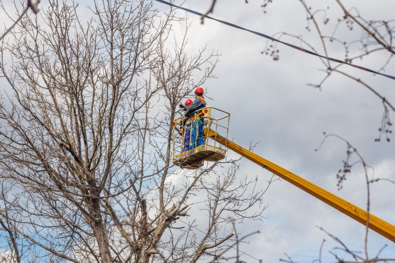 Commercial Tree Trimming in Denver County, CO