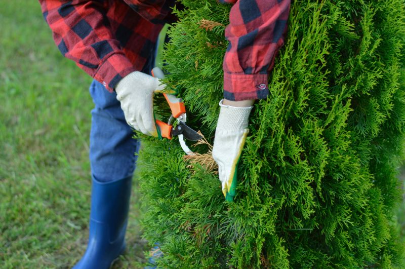 Crape Myrtle Pruning in Rockwall, TX