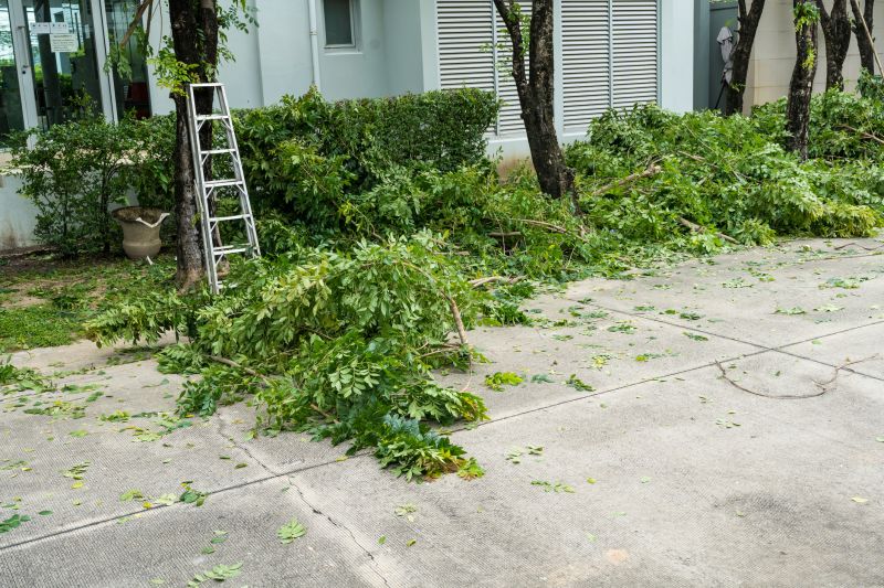 Cypress Tree Removal in Allentown, PA