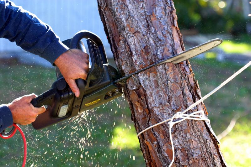 Cypress Tree Removal in Doylestown, PA