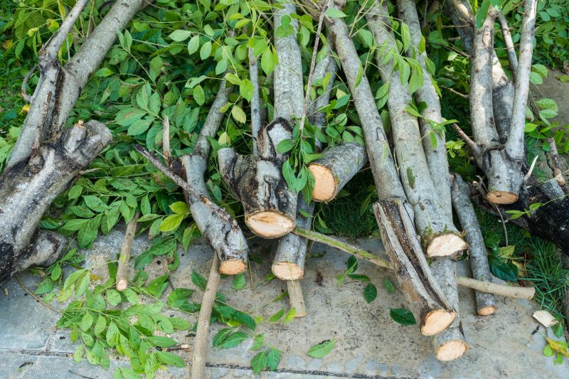 Dead Branch Removal in Doylestown, PA