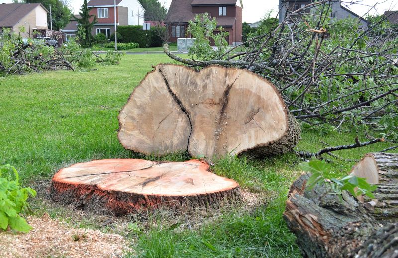 Dogwood Tree Removal in Reno, NV