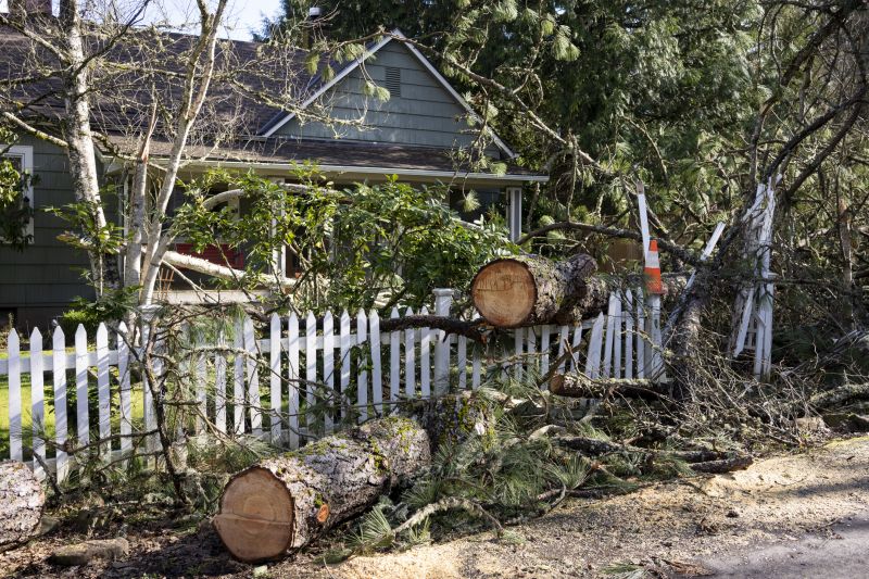 Elm Tree Removal in Reno, NV