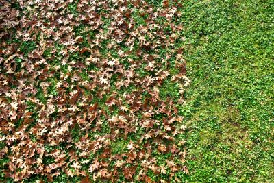 Managing Leaf Debris