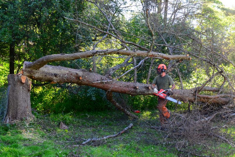 Fallen Tree Removal in Doylestown, PA