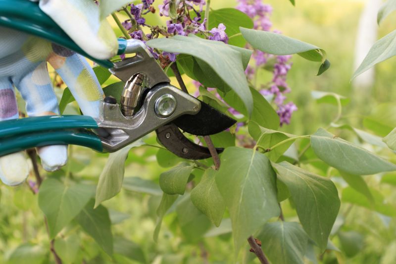 Forsythia Pruning in Rockwall, TX
