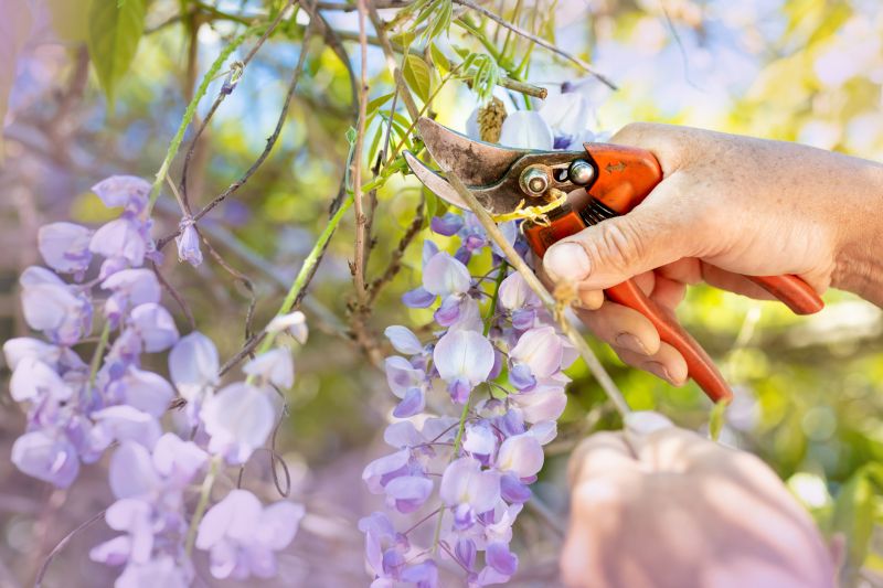 Forsythia Pruning in Aiken, SC