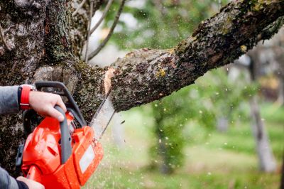 Hickory Tree Trimming in Allentown, PA