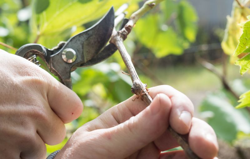 Juniper Pruning in Aiken, SC