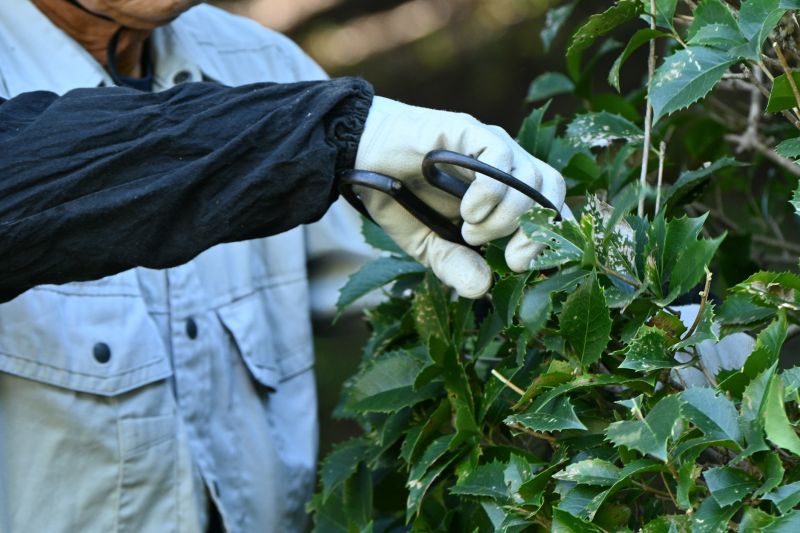 Juniper Pruning in Ventura County, CA