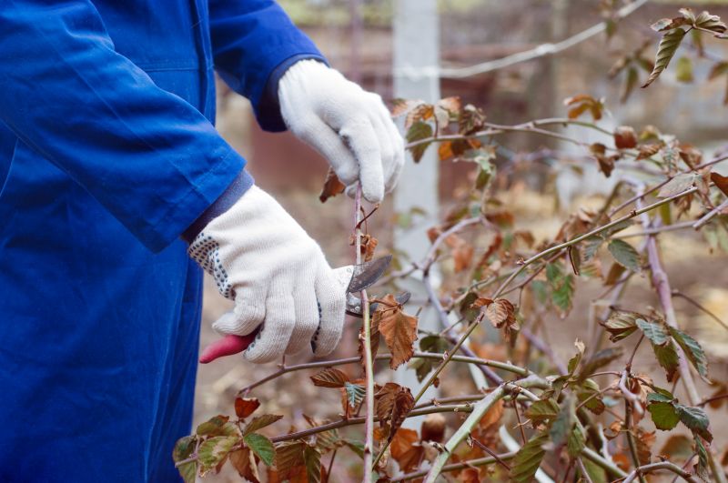 Juniper Pruning in Rockwall, TX
