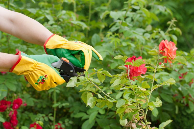 Knockout Roses Pruning in Ventura County, CA