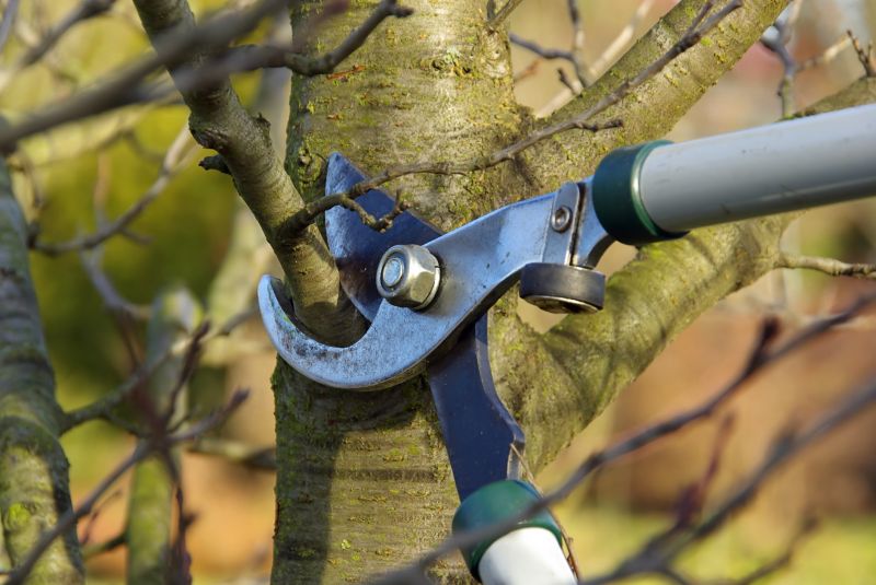 Pear Tree Pruning in Reno, NV