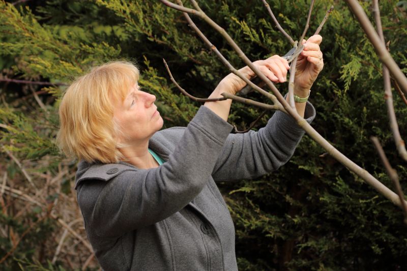 Pear Tree Pruning in Allentown, PA
