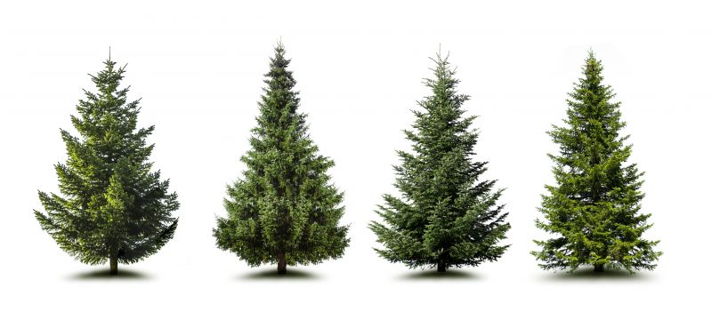 Pine Tree Trimming in Reno, NV
