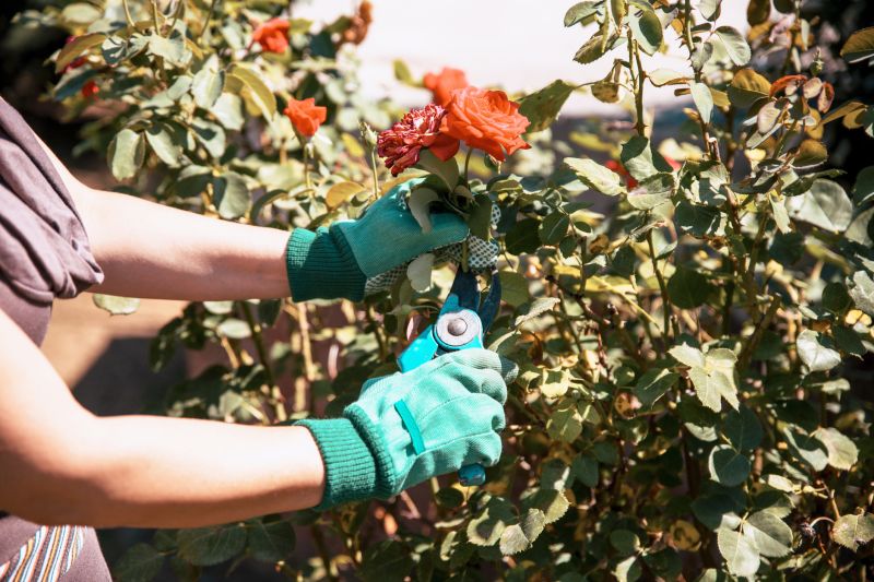 Rhododendron Pruning in Ventura County, CA