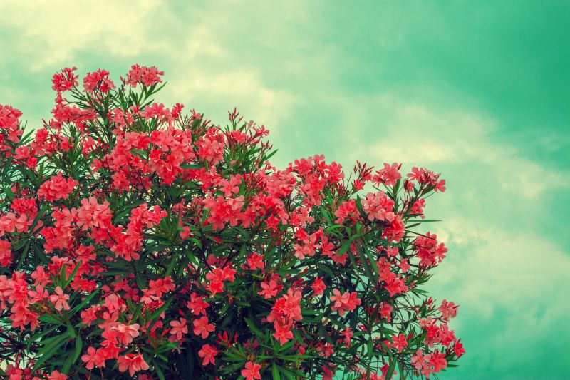 Rhododendron Pruning in Aiken, SC