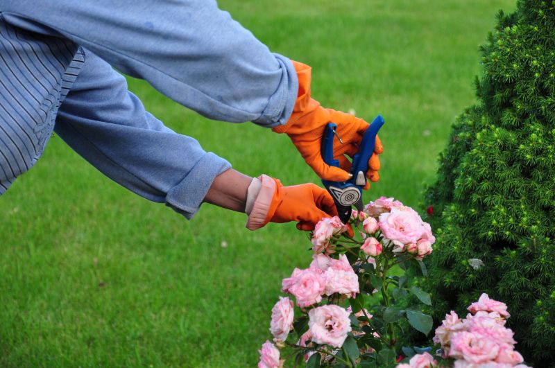 Rhododendron Pruning in Rockwall, TX