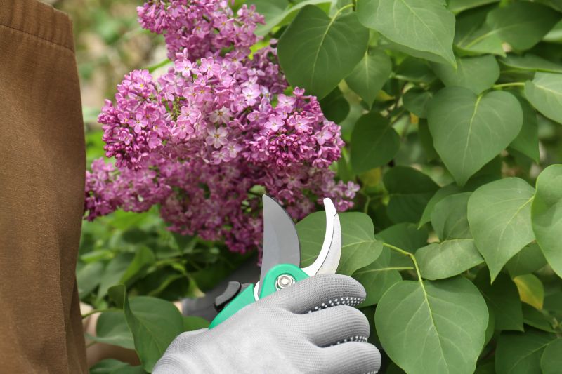 Rose Bush Pruning in Aiken, SC