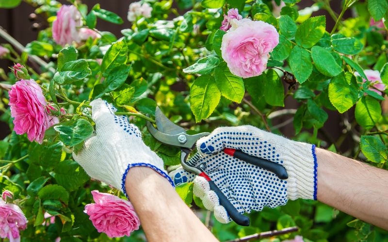 Rose Bush Pruning in Rockwall, TX
