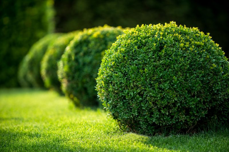 Shrubs Removal in Ventura County, CA