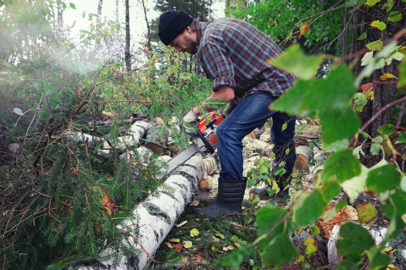 Spruce Tree Removal in Doylestown, PA