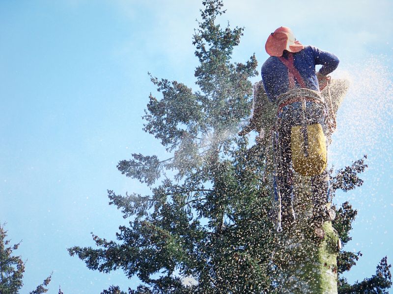 Spruce Tree Removal in Pottstown, PA