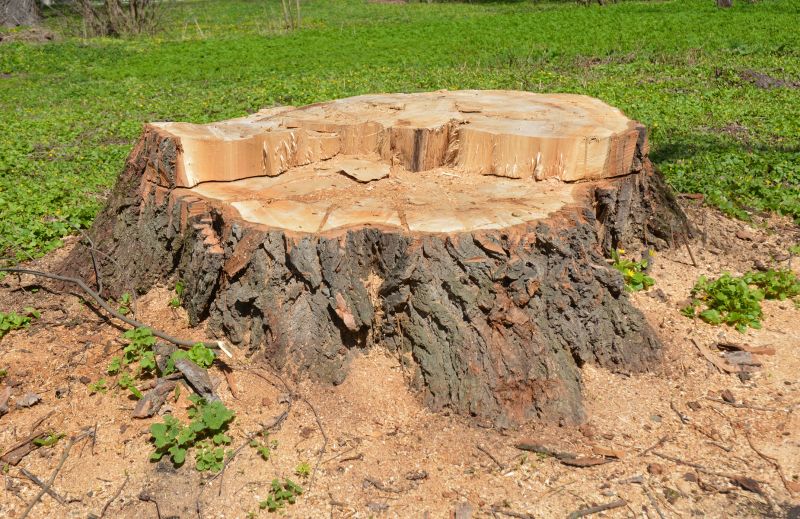 Stump Cutting in Waldorf, MD