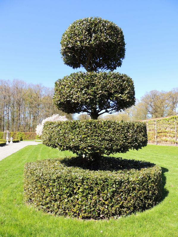 Topiary Trimming