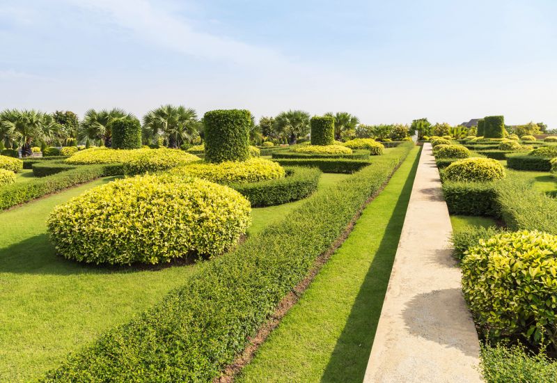 Elegant Topiary Shapes