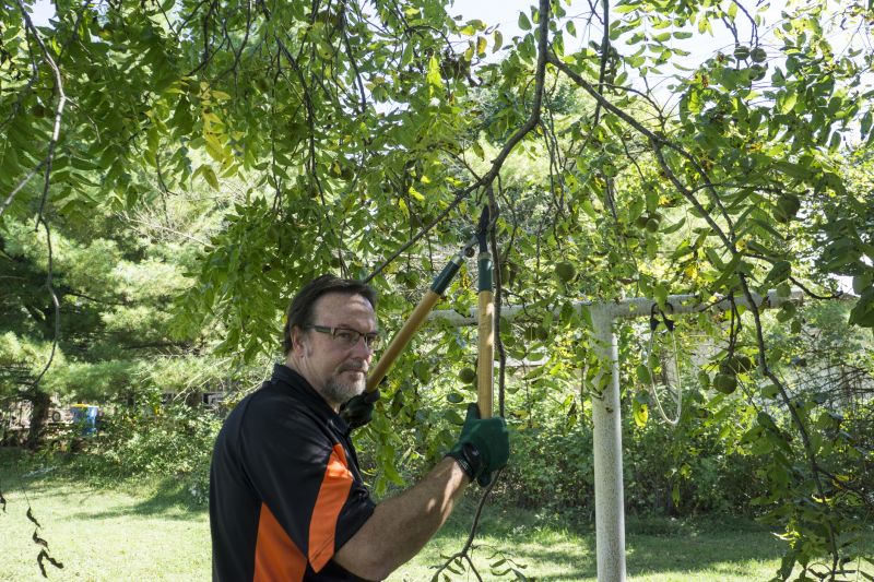 Tree Lopping Service in Allentown, PA