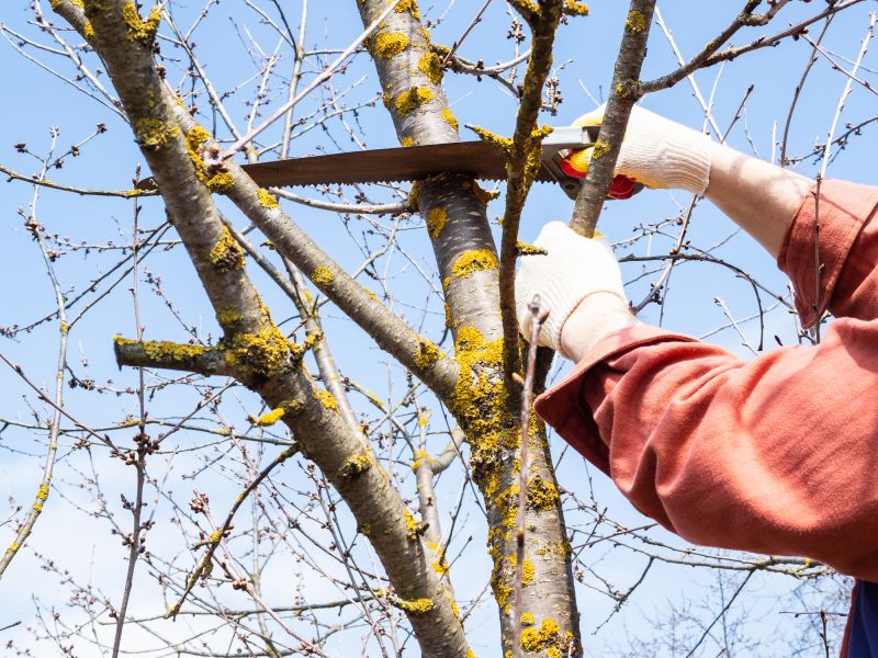 Tree Maintenance Service in San Jose, CA